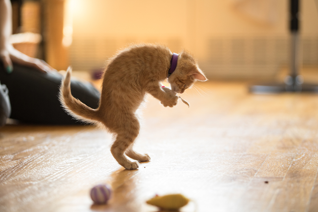 a kitten playing