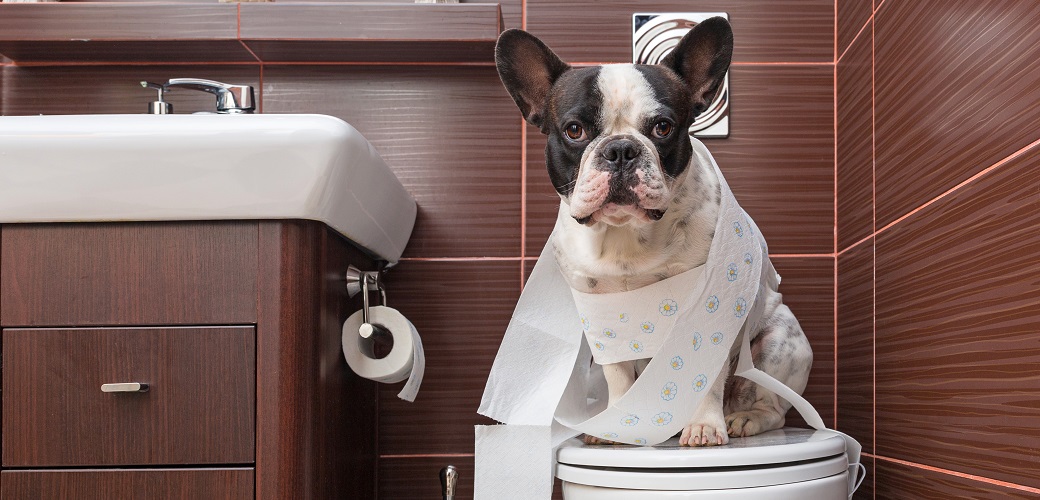 dog on toilet
