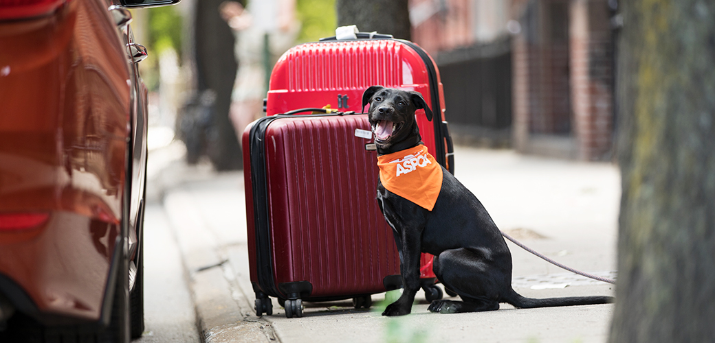 a dog near suitcases