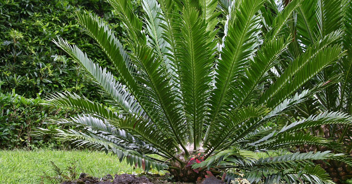 Animal Poison Control Alert: Beware of Sago Palms | ASPCA