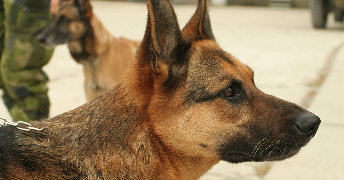Honoring Military Working Dogs This Armed Forces Day | ASPCA