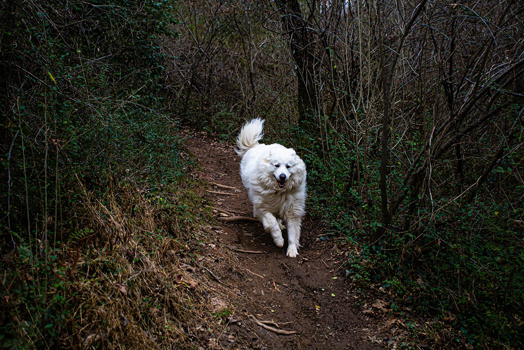 Ripley in the woods