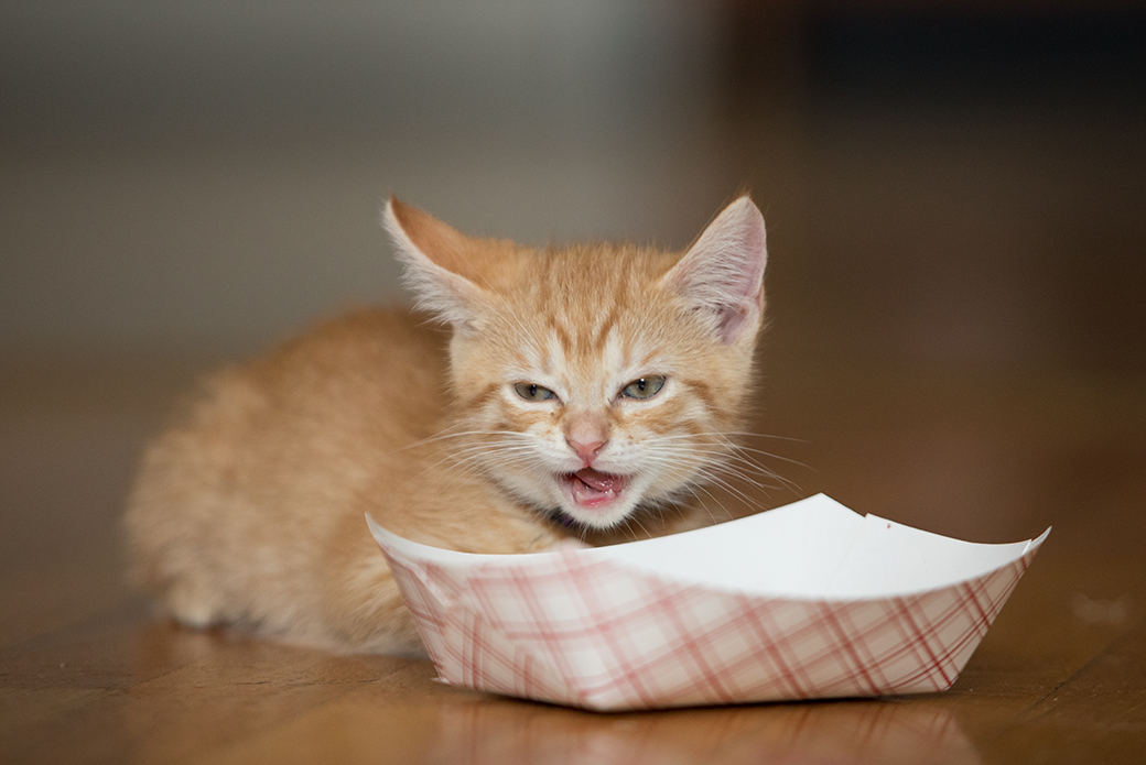 a kitten eating
