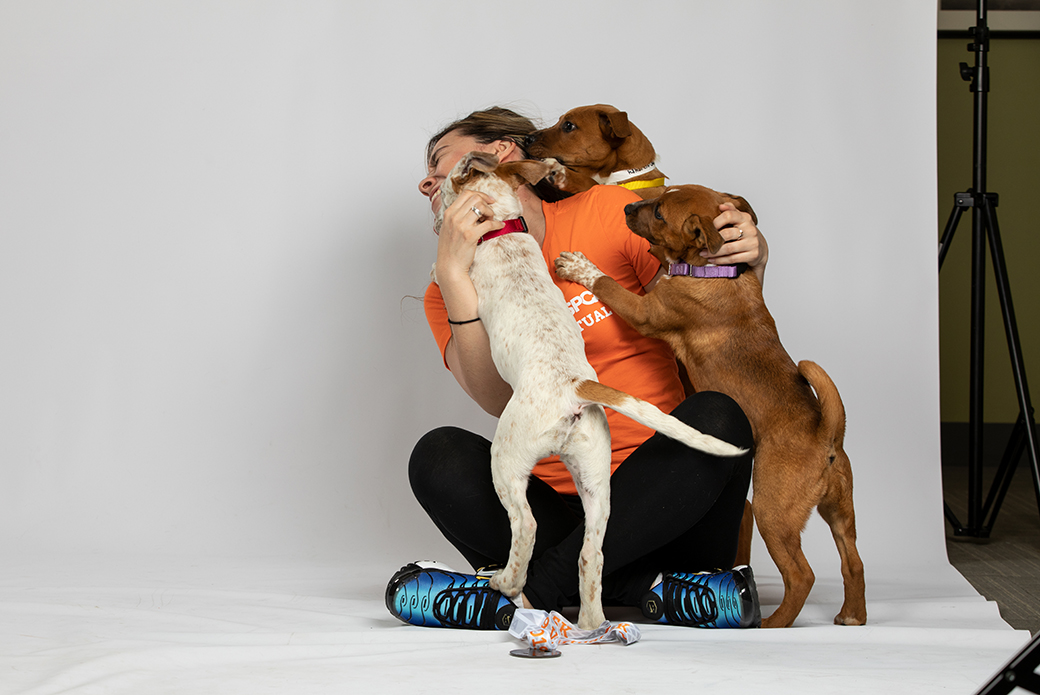three dogs climbing on a woman to lick her face