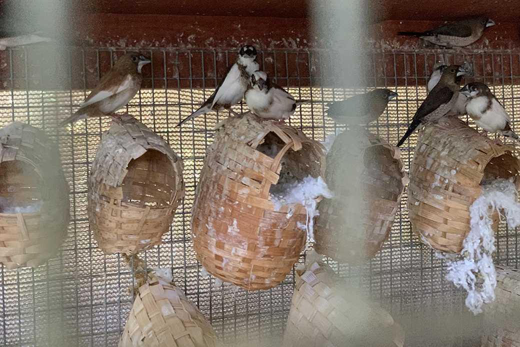 Georgia's finches