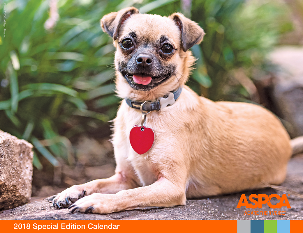 Announcing the 2018 ASPCA Calendar Cover Pet! | ASPCA