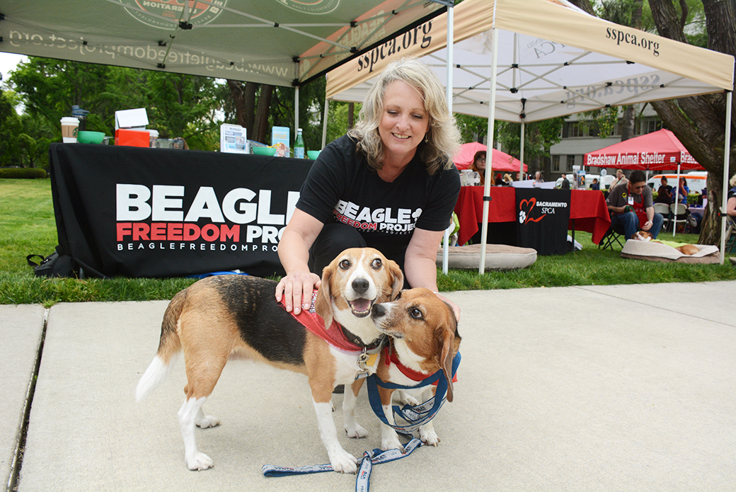 Rescued Beagles from Beagle Freedom Project