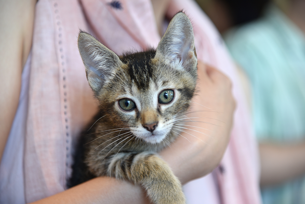 a brown tabby kitten being held by a person with a pink shirt