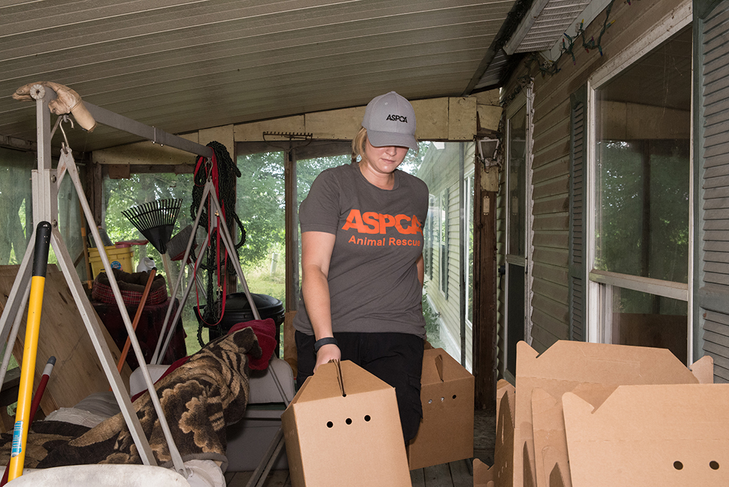 ASPCA responder removing cats from the house