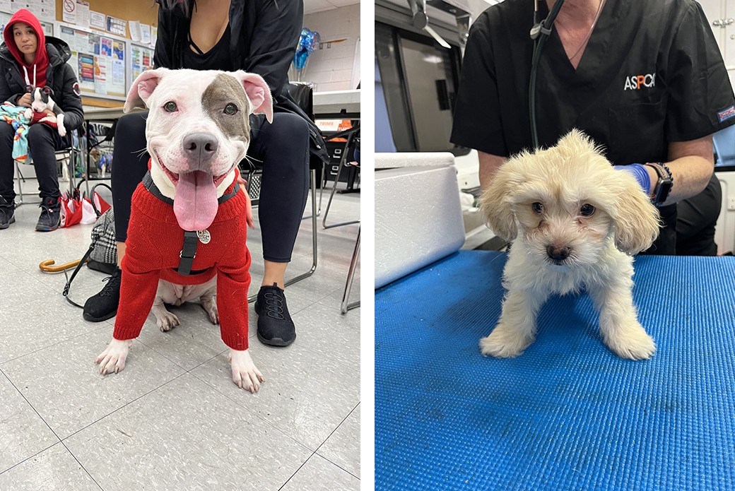 dogs at the vaccination event