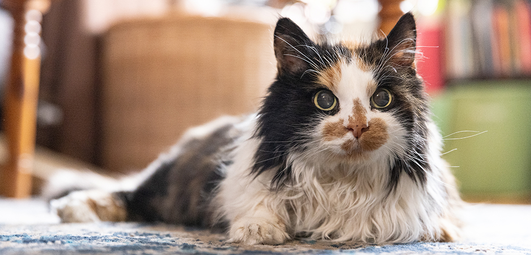 long hair calico cat