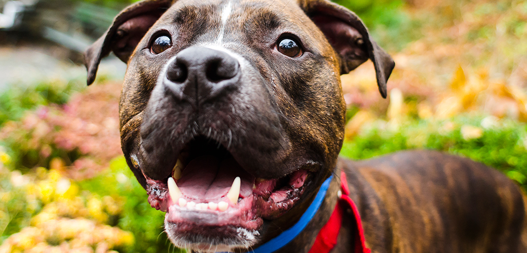 Christmas Eve Surprise Former Long Stay Dog Visits Aspca Adoption Center One Year Later Aspca