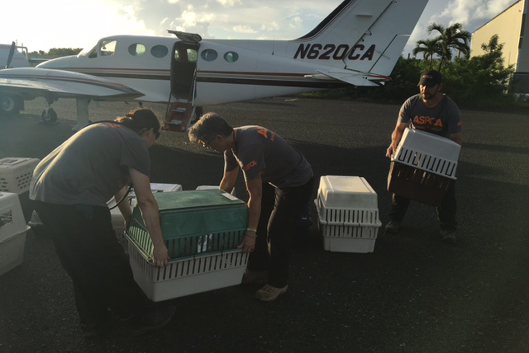 Volunteers securing animal carriers