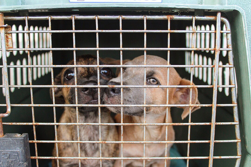 Puppies in a carrier