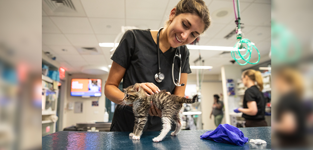 A vet with a kitten