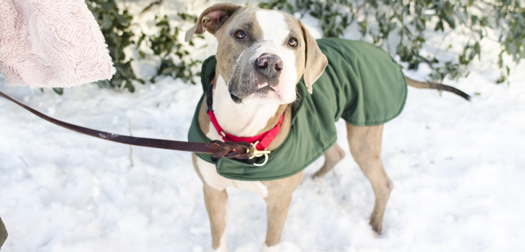 A pitbull in the snow