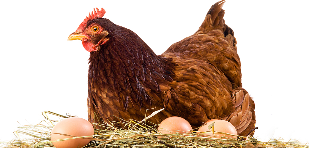 Commending Walmart’s Cage-Free Commitment