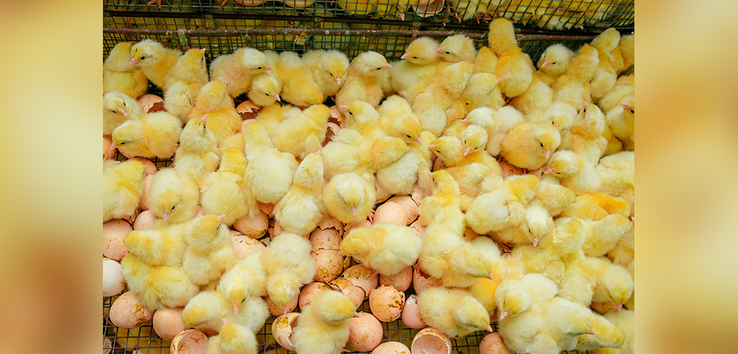 chicks in a factory farm