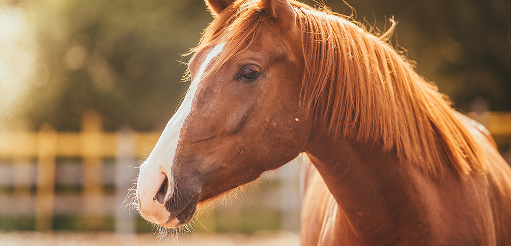 Exciting News for At-Risk Horses: The ASPCA Granted More than $1 Million to Equine Groups in 2015