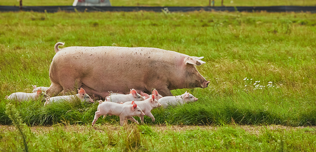 a pig and her babies walking in a field