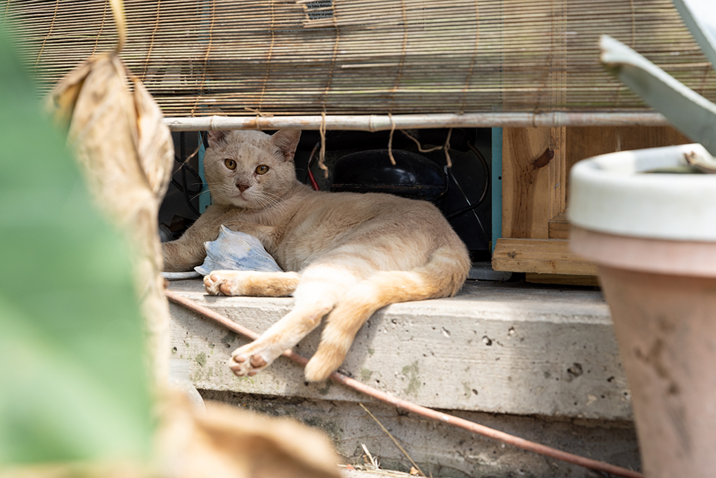 a cream color tabby cat resting on a concrete ledge