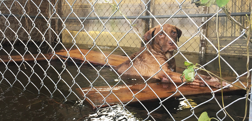 a dog in a flooded kennel