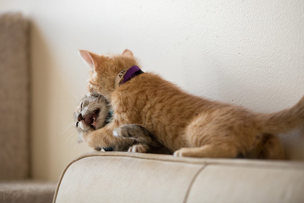 cats playing