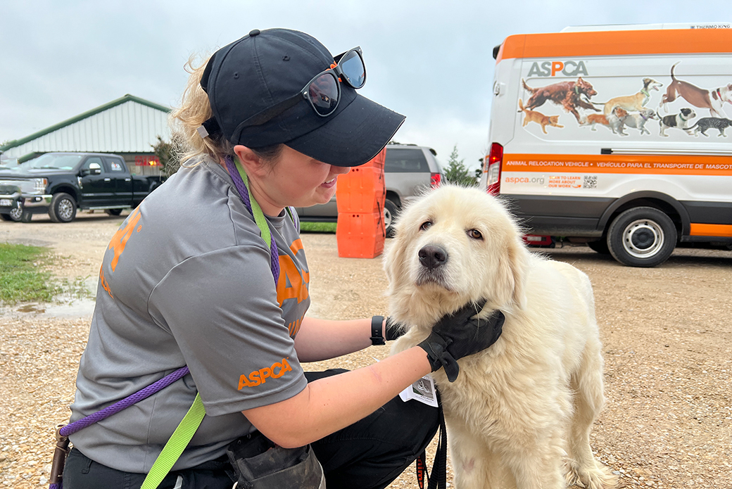 a responder examining a rescued dog outside