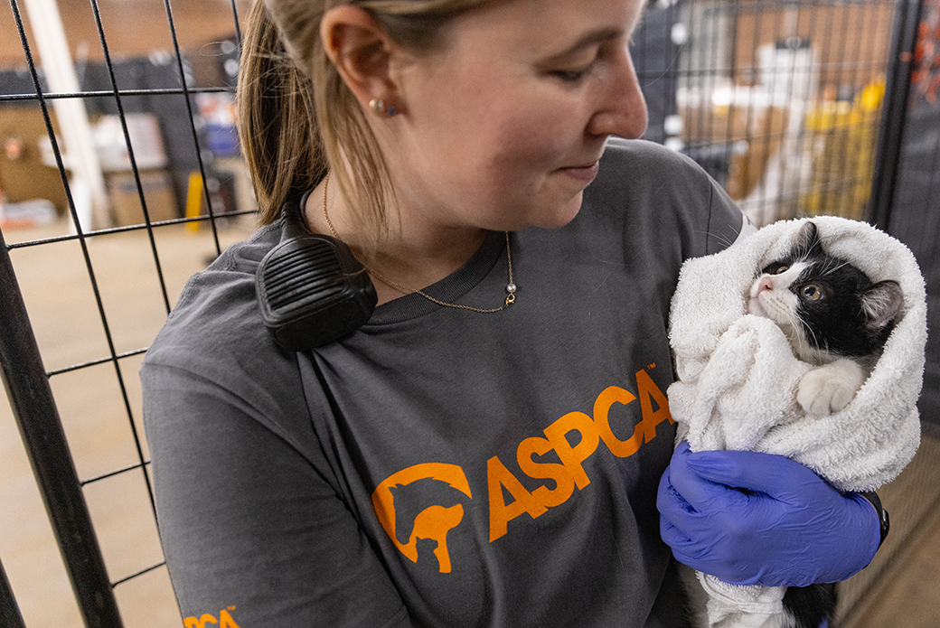 ASPCA responder holding a cat in a towel