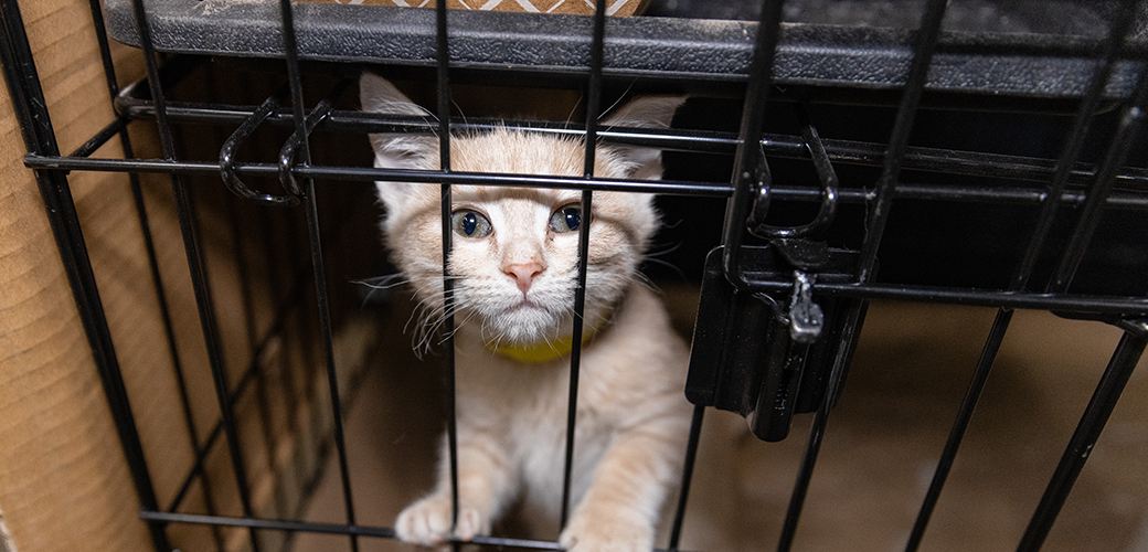 Kitten in a kennel