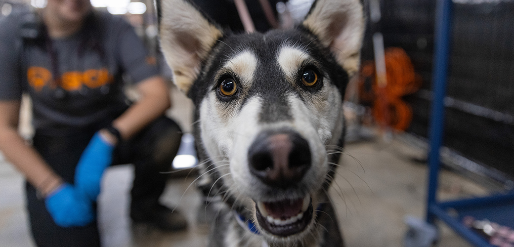 Rescued Husky