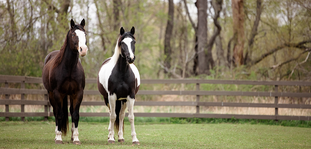 two horses