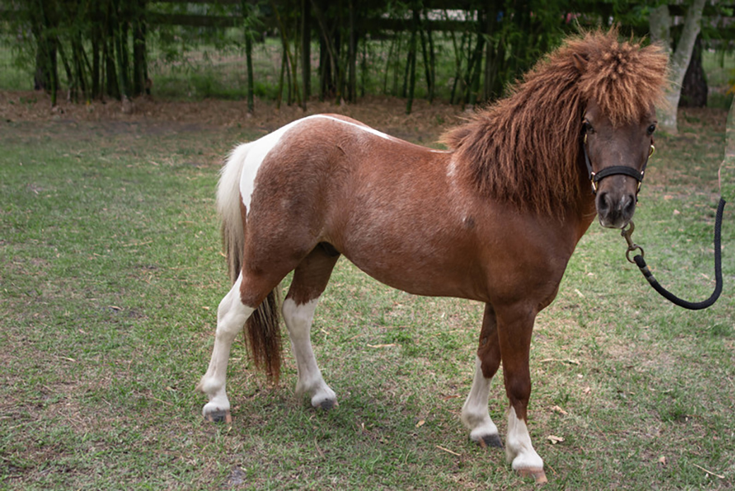 Buzz in a pasture with a teased out mane