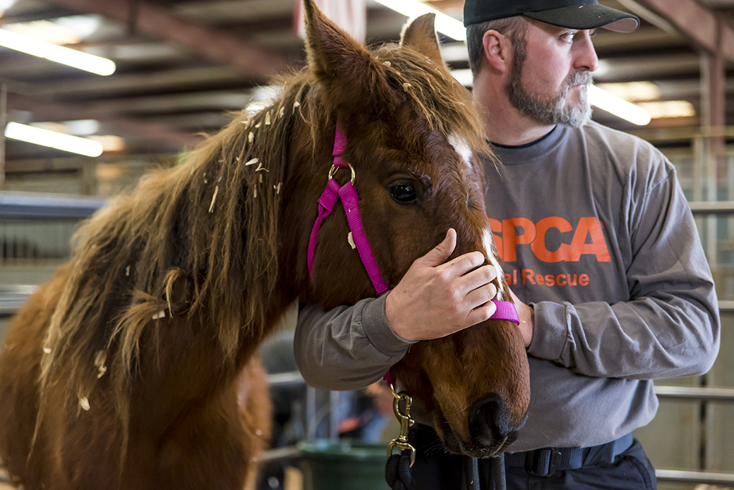 A horse with an ASPCA volunteer