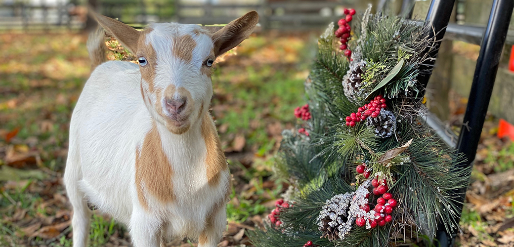 Tan and white goat with a christmas reef