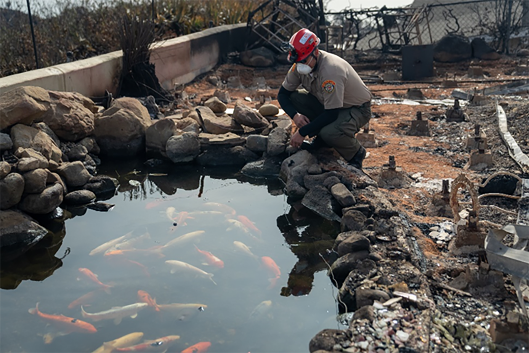 Responder looking at a koi pond