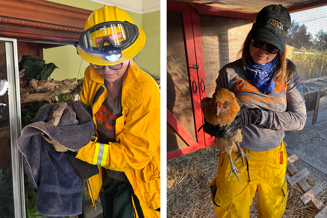 responders with rescued a rescued beard dragon (left) and rescued chicken (right)