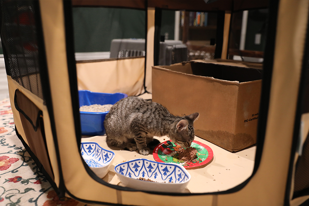 rescued cat eating wet food