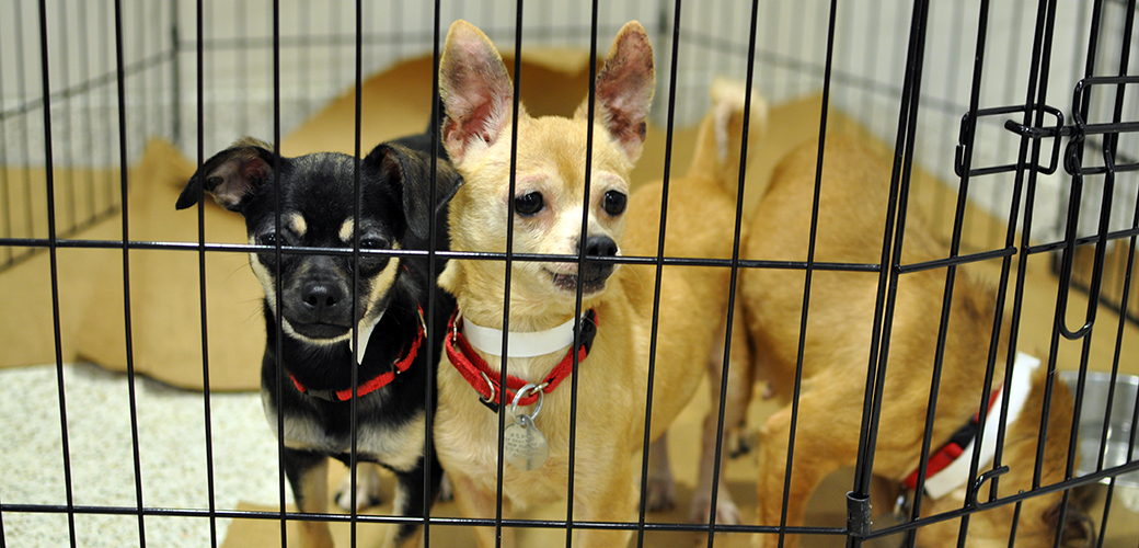 Maine Poised to Make History in Fight against Puppy Mills