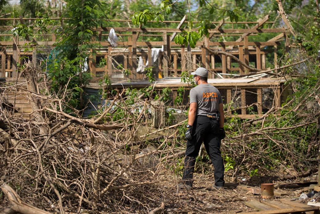 Fallen trees and debris