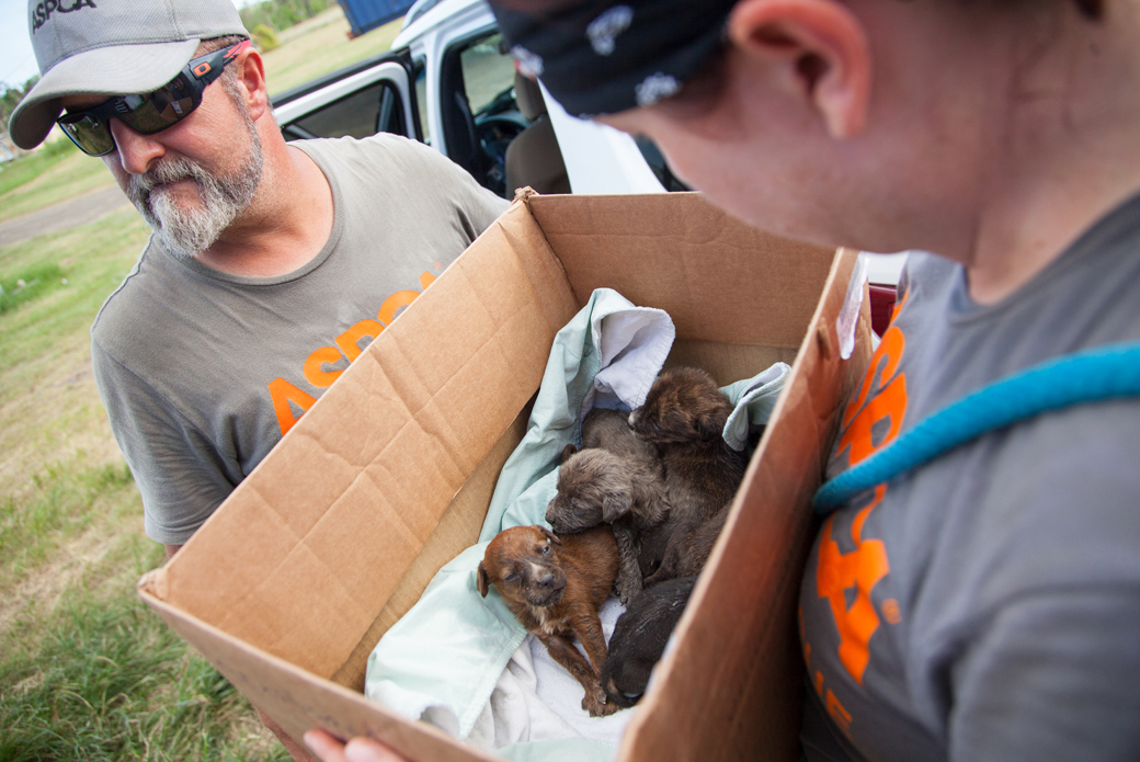 responder holding a box with puppies in it