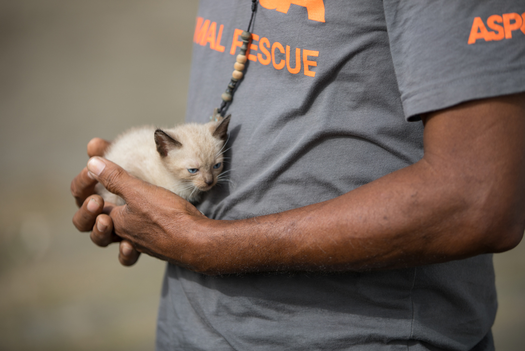 responder holding a kitten