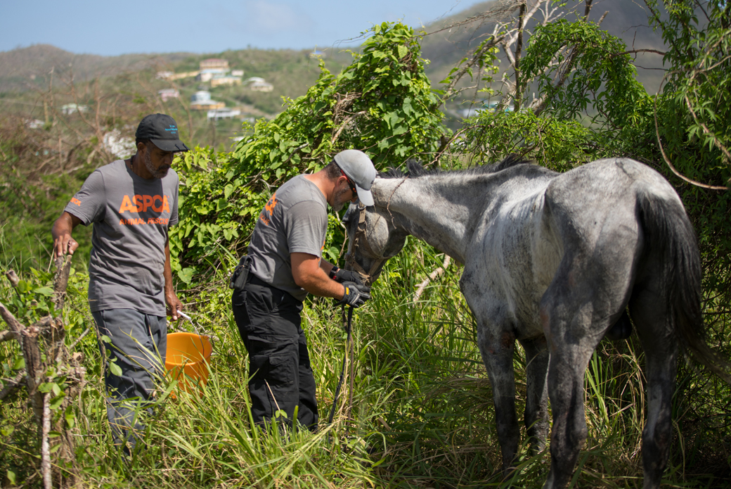 Responders with a horse