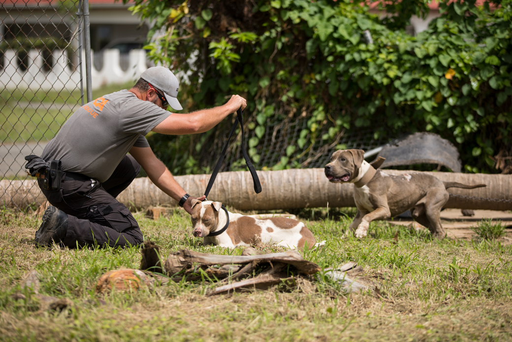 responder with two pitbulls