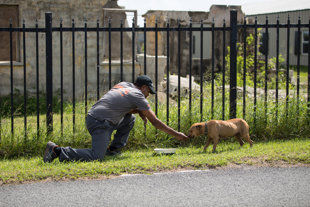 a responder reaching out to a lost dog