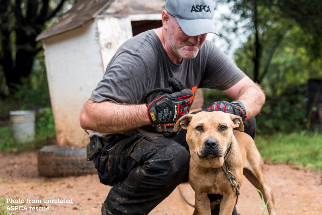 ASPCA volunteer with a chained up pitbull