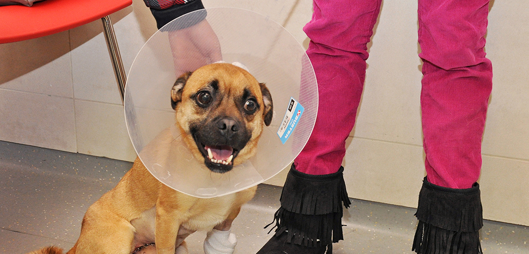 Beloved Puggle Undergoes Life-Saving Surgery after Being Struck by a Car