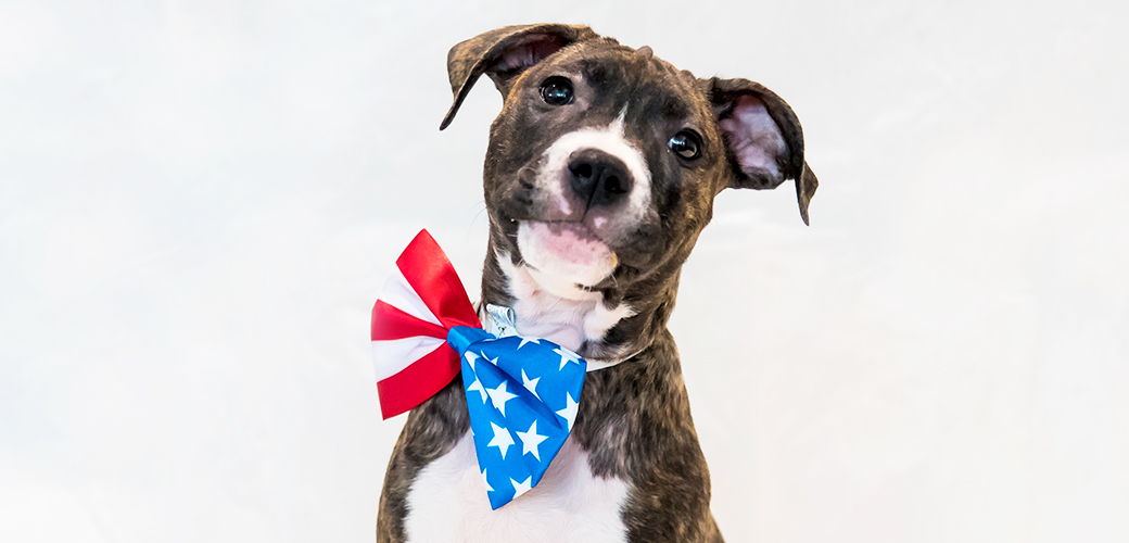 a dog with an american flag bow