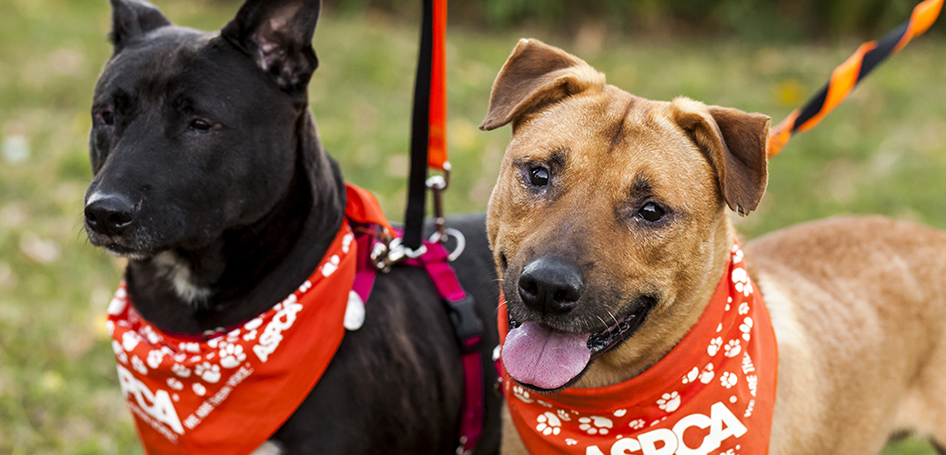 Aspca Announces Major Commitment To Help Vulnerable Animals And Low Income Pet Owners Aspca