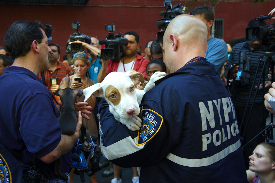 a young dog being held by NYPD officer